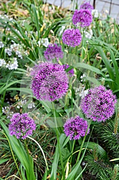 ALLIUM AZUREM BLUE FLOWERS USE FOR STREET DECORATION