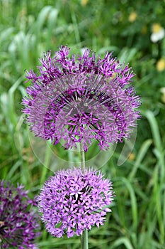 ALLIUM AZUREM BLUE FLOWERS USE FOR STREET DECORATION