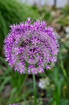 ALLIUM AZUREM BLUE FLOWERS USE FOR STREET DECORATION