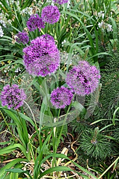 ALLIUM AZUREM BLUE FLOWERS USE FOR STREET DECORATION