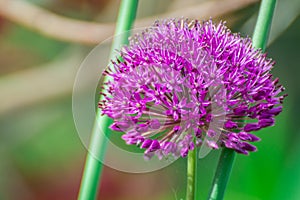 Allium in bloom