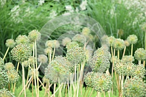 Allium blossum