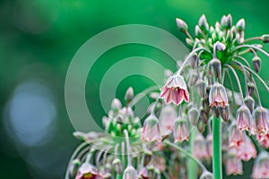 Bulgaricum allium in bloom
