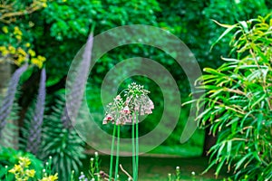 Bulgaricum allium in bloom photo