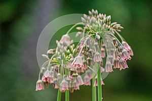 Bulgaricum allium in bloom photo