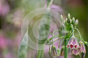 Bulgaricum allium in bloom photo