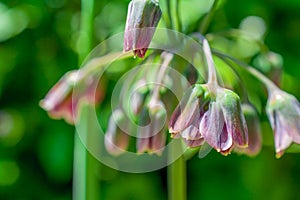 Allium bulgaricum on bloom