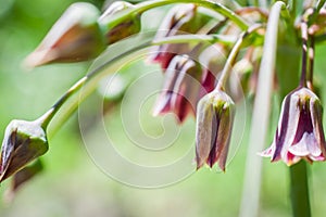 Allium bulgaricum on bloom photo