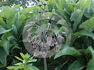 Allium bulgaricum in the garden. They are also known as Nectaroscordum siculum var. bulgaricum. Have creamy, bell-shaped pink