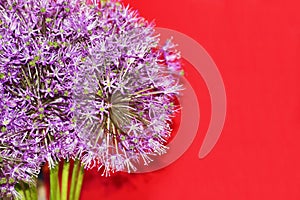 Allium caeruleum blue onion bud flowers close-up on a red background with place for text