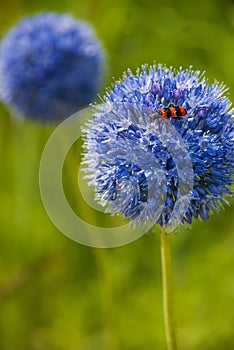 Allium caeruleum with red beattle