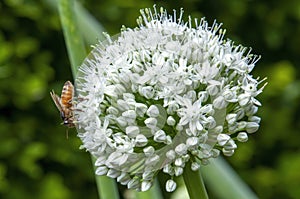 Bee on flower head of an allium cepa or onion