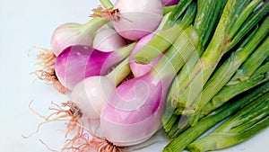 Allium cepa bulb onion leaves