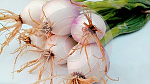 Allium cepa bulb onion roots