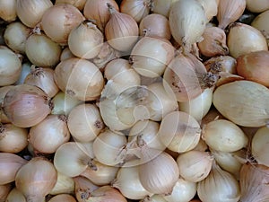 Onion, garden onion, scallion, potato onion, multiplier onion, egyptian onion, topset onion, bulb onion, tree onion or cepa