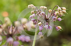Allium cernuum
