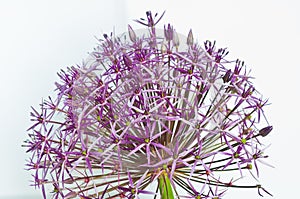 Allium Christophii