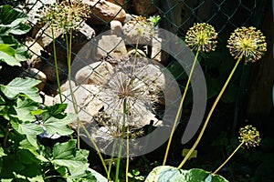 Allium christophii blooms in June surrounded by faded flowers Allium aflatunense \