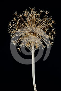 Allium christophii seedhead photo