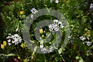 Allium cowanii Allium neapolitanum flowers.