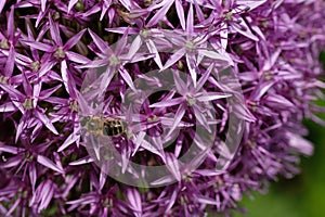 Allium cristophii, the Persian onion or star of Persia. Bee on a purple flower on a green background
