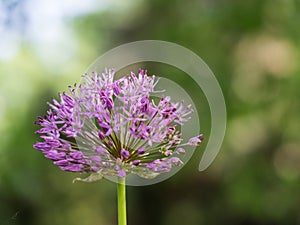 Allium cristophii Persian onion or Star of Persia blooming in the spring