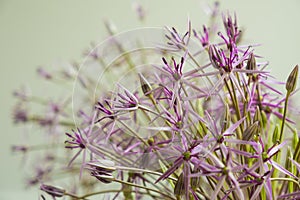 Allium cristophii, star of Persia flowers close up