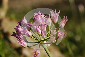 Allium drummondii or Drummond\'s Onion, Wild Garlic closeup in bloom