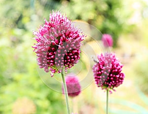 Allium Drumstick, also known as sphaerocephalon, produces two-toned, Burgundy-Green flower heads.