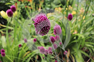 Allium Drumstick, also known as sphaerocephalon, produces two-toned, Burgundy-Green flower heads. The flowers open green