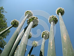 Allium fistulosum photo