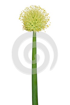 Allium fistulosum flower