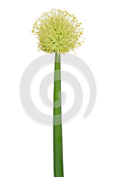 Allium fistulosum flower photo