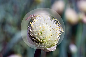 Allium fistulosum L. (onion) photo