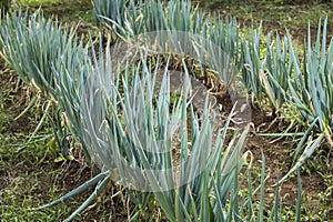 Allium fistulosum - Organic cultivation of long onion in Colombian agricultural farm