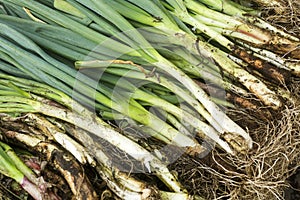 Allium fistulosum - Organic green onions in the traditional Colombian market