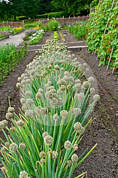 Allium Fistulosum and other vegetables in big garden