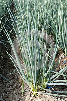 Allium fistulosum photo