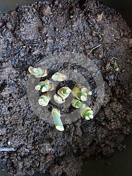 Allium fistulosum plants are planted to grow in the garden