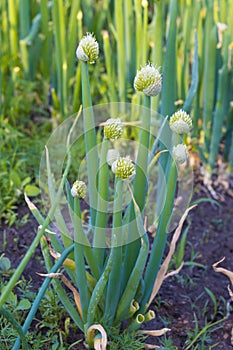 Allium fistulosum or Welsh onion photo