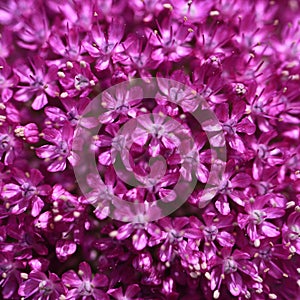 Allium flower background