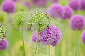 Allium Flower Background