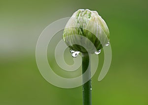 Allium flower bud