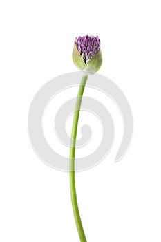 Allium flower bud isolated on white background