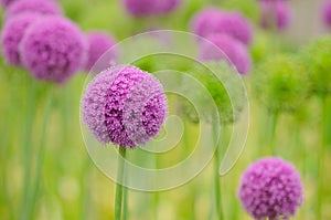 Allium flower close up photo