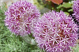 Allium purple bulbs.