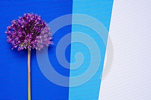 Allium flower on colorful background