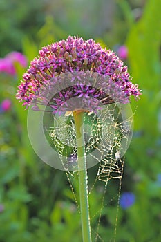 Allium flower head