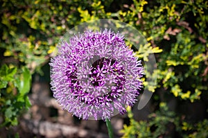 Allium flower head in spring