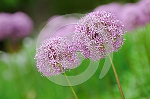 Allium Flower Purple Globe